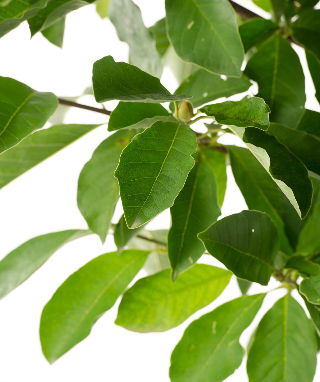 Close up of Dr. Merrill Magnolia foliage, green conical shaped leaves with a small fuzzy light green flower bud emerging
