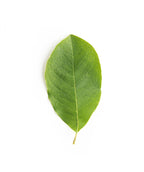 Dr. Merrill Magnolia leaf on white, green conical shaped leaf with a yellow-green stem
