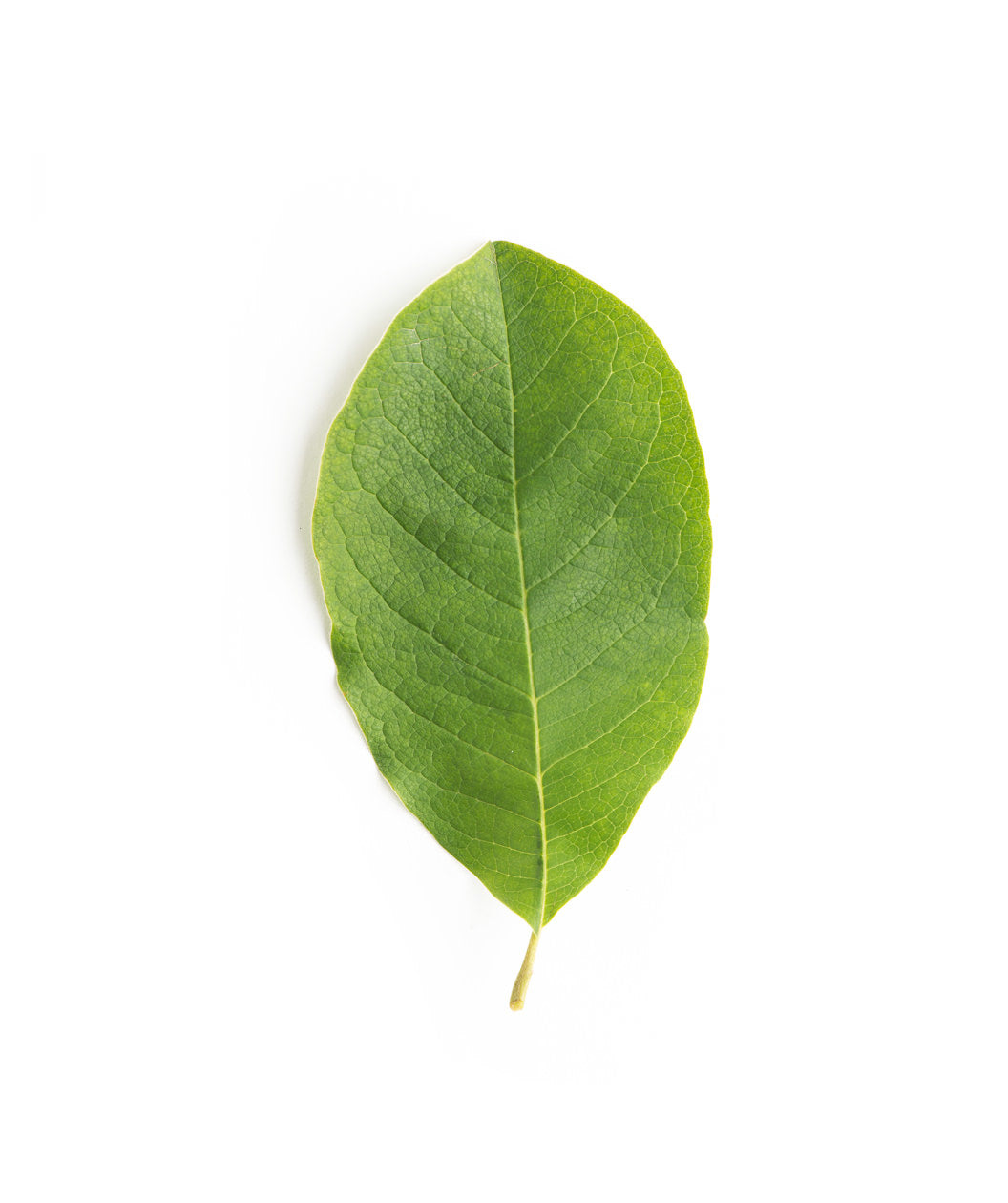 Dr. Merrill Magnolia leaf on white, green conical shaped leaf with a yellow-green stem