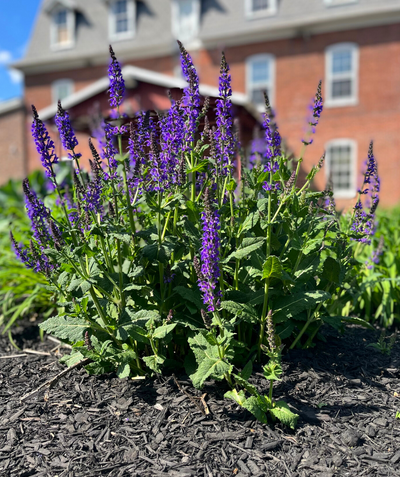 May Night Wood Sage planted in a landscape, long stalks of clusters of very blue flowers emerging from the green foliage