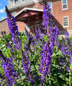 May Night Wood Sage planted in a landscape close up, long stalks of clusters of very blue flowers emerging from the green foliage