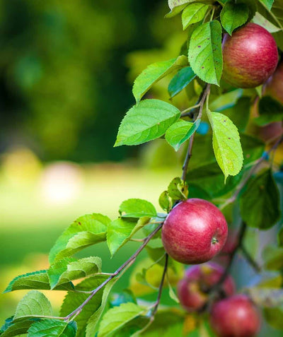Close up of Macoun Apple, a few round red ripe apples on a branch with green conical shaped leaves