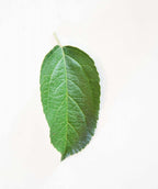 Macoun Apple leaf on white, conical shaped green leaf with slightly serrated edges