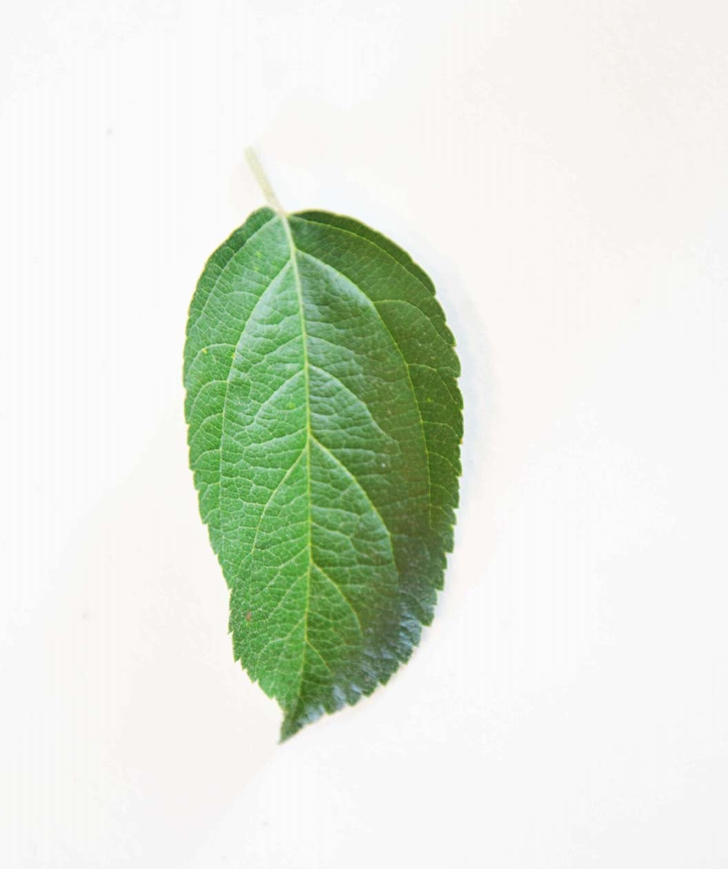 Macoun Apple leaf on white, conical shaped green leaf with slightly serrated edges