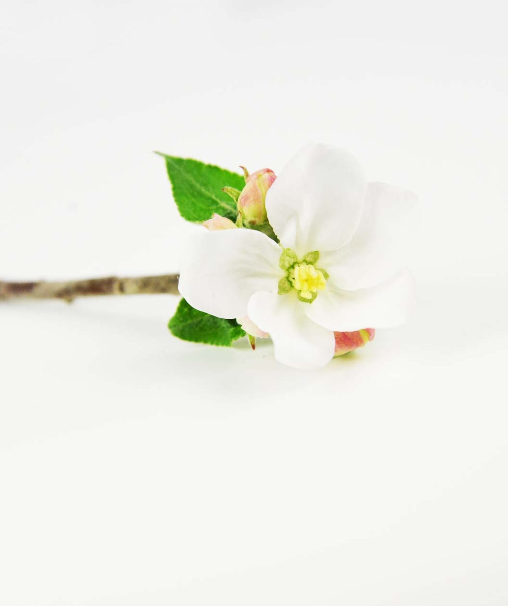 Macoun Apple flower on white, small white fragrant flower