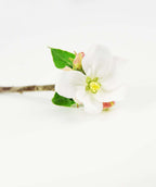 Macoun Apple flower on white, small white fragrant flower