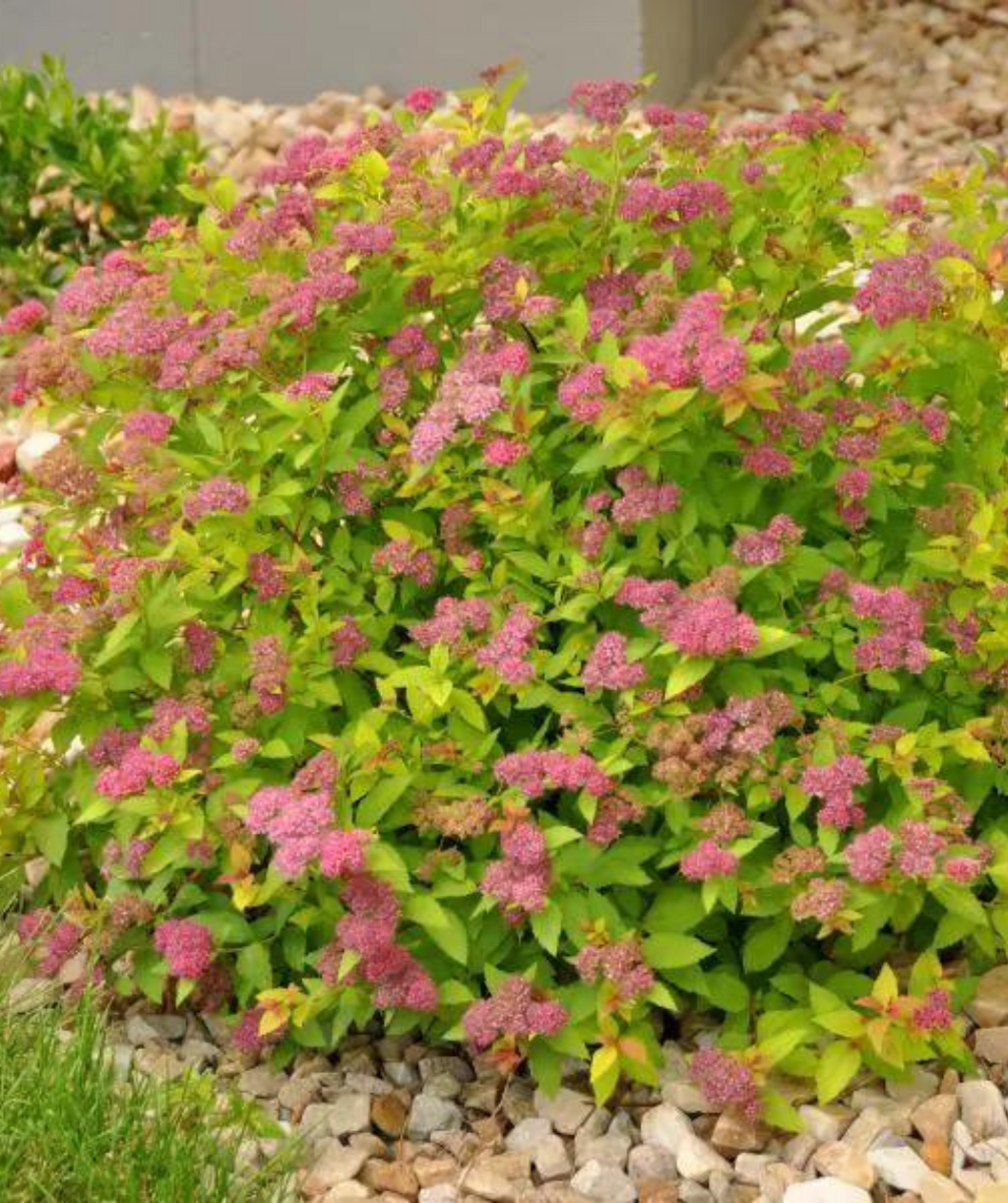 Magic Carpet Spirea planted in a landscape, bright yellow-green leaves with lots of clusters of little fuzzy pink flowers