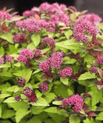 Close up of Magic Carpet Spirea flowers, small clusters of small fuzzy pinkish-purple flowers emerging from green foliage