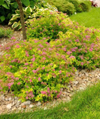 Several Magic Carpet Spirea planted in a landscape, bright yellow-green leaves with lots of clusters of little fuzzy pink flowers
