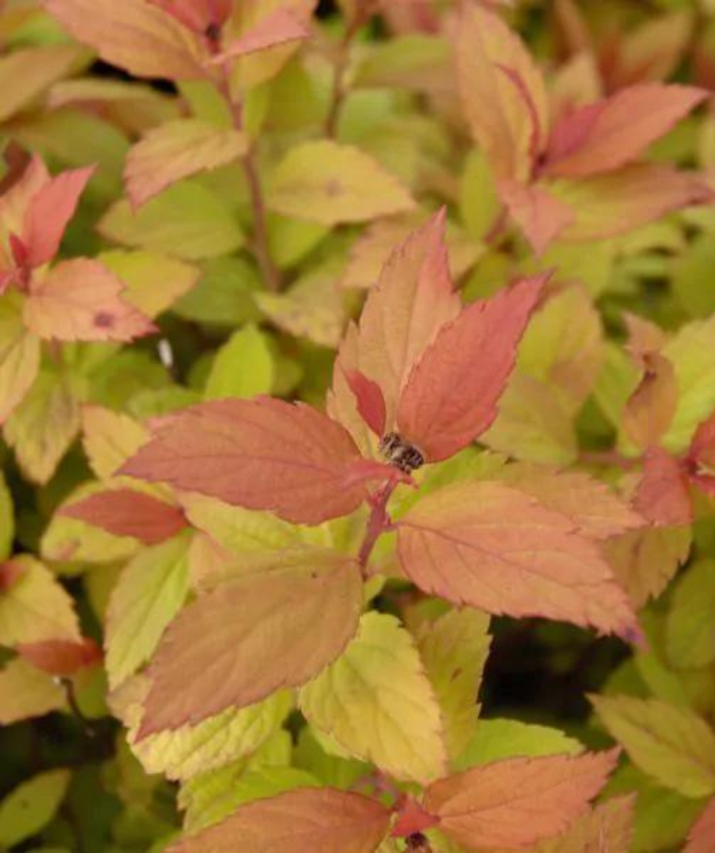 Magic Carpet Spirea close up of fall color, in fall the yellow-green leaves turn to an orange to red color