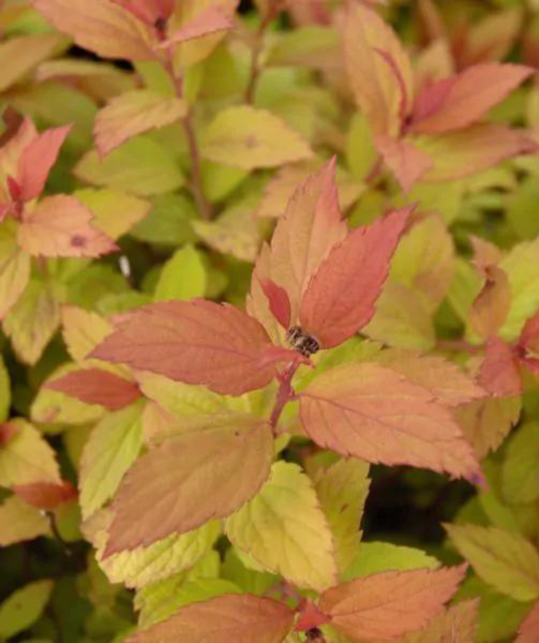 Magic Carpet Spirea close up of fall color, in fall the yellow-green leaves turn to an orange to red color