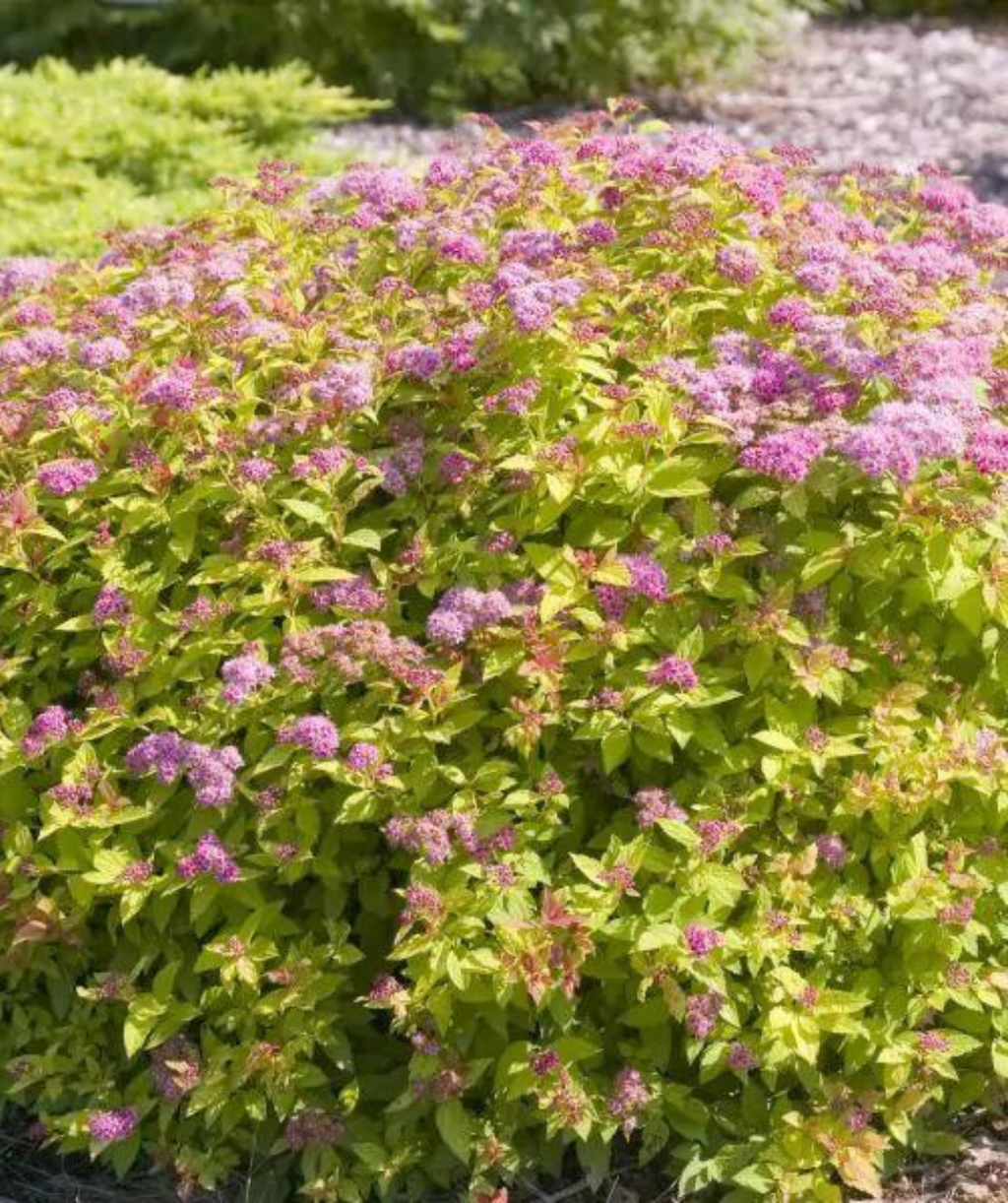 Magic Carpet Spirea planted in a landscape, bright yellow-green leaves with lots of clusters of little fuzzy pink flowers