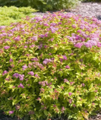 Magic Carpet Spirea planted in a landscape, bright yellow-green leaves with lots of clusters of little fuzzy pink flowers