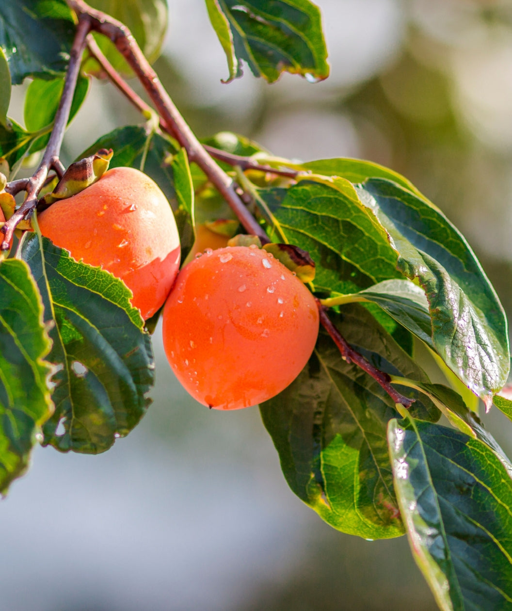 Close up of Magic Fountain Weeping Persimmon, two round orange colored fruits growing on weeping branches with dark green leaves