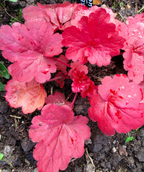 Magma Fancy-Leafed Pink Flowering Coral Bells planted in a landscape, bright red ruffled leaves