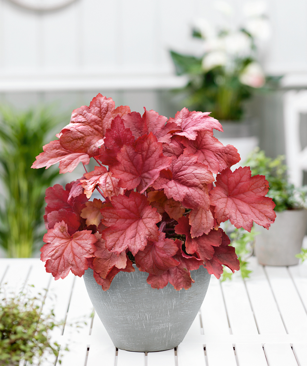 Magma Fancy-Leafed Pink Flowering Coral Bells product shot, bright red ruffled leaves