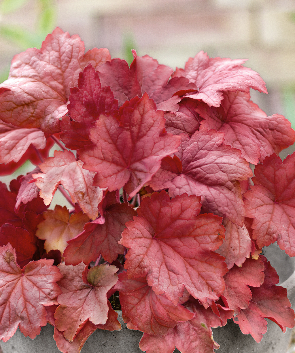 Magma Fancy-Leafed Pink Flowering Coral Bells product shot close up, bright red ruffled leaves