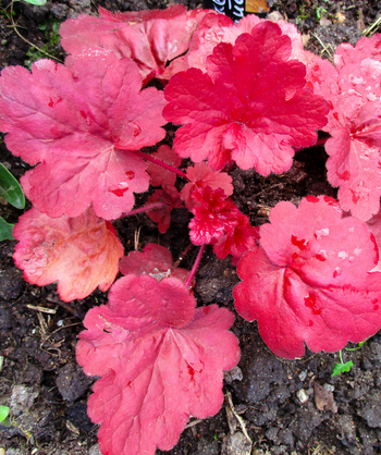 Magma Fancy-Leafed Pink Flowering Coral Bells planted in a landscape, bright red ruffled leaves
