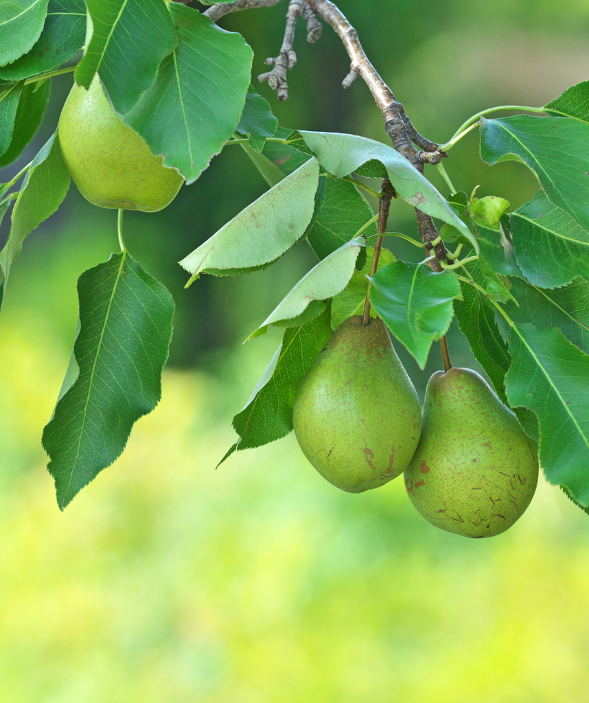 King Comice Pears