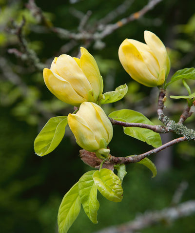 Elizabeth Magnolia sunny yellow flowers with light green leaves on branch