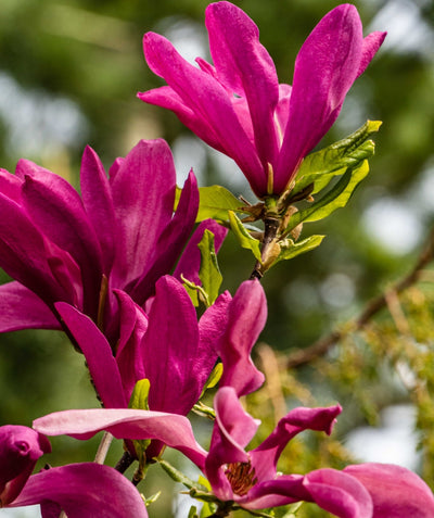 Close up of Susan Magnolia flowers, large dark pink almost purple colored flowers