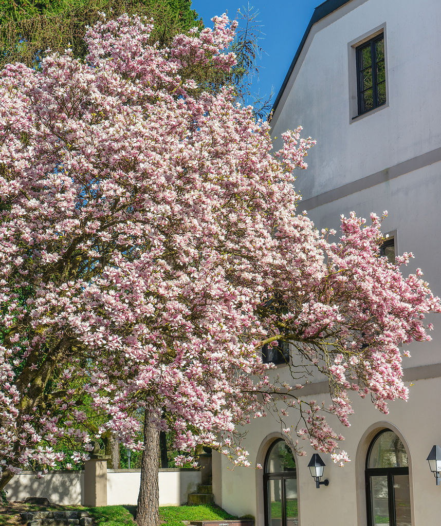 Saucer Magnolia | Bower & Branch