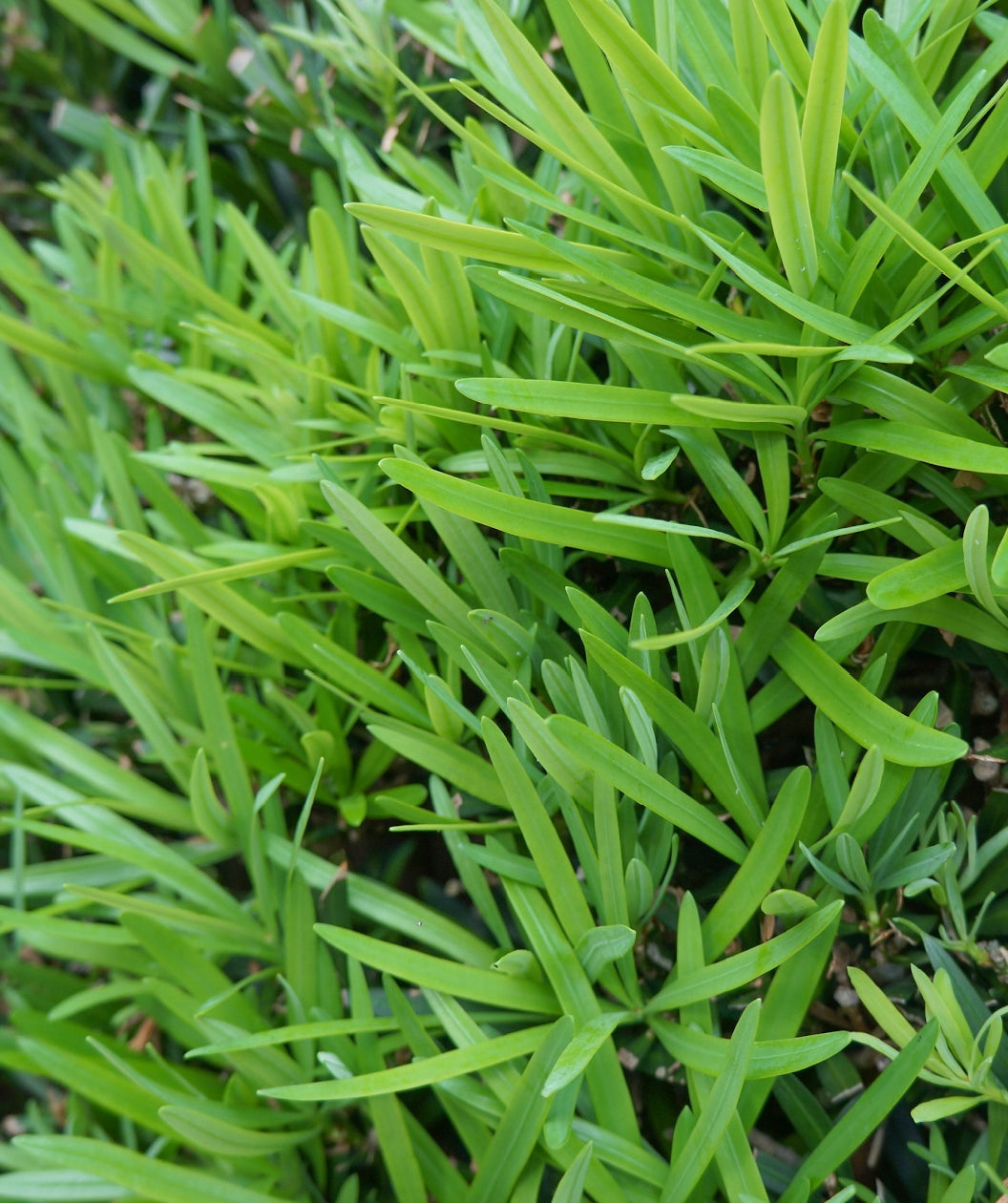 Close up of Maki Yew Plum Pine foliage up close, short narrow soft green evergreen foliage