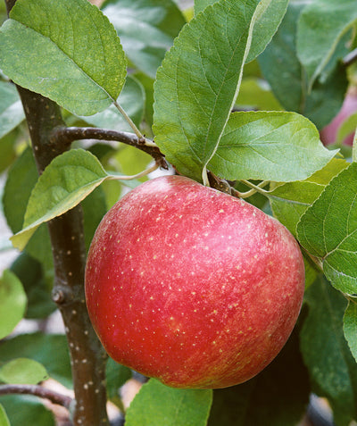 Close up of KinderKrisp Apple, round red apple with yellow blush and small white speckles growing on a tree with green conical shaped leaves