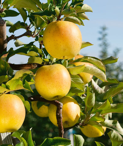Close up of Goldrush Apples growing on the tree, large round yellow apples with hints of orange