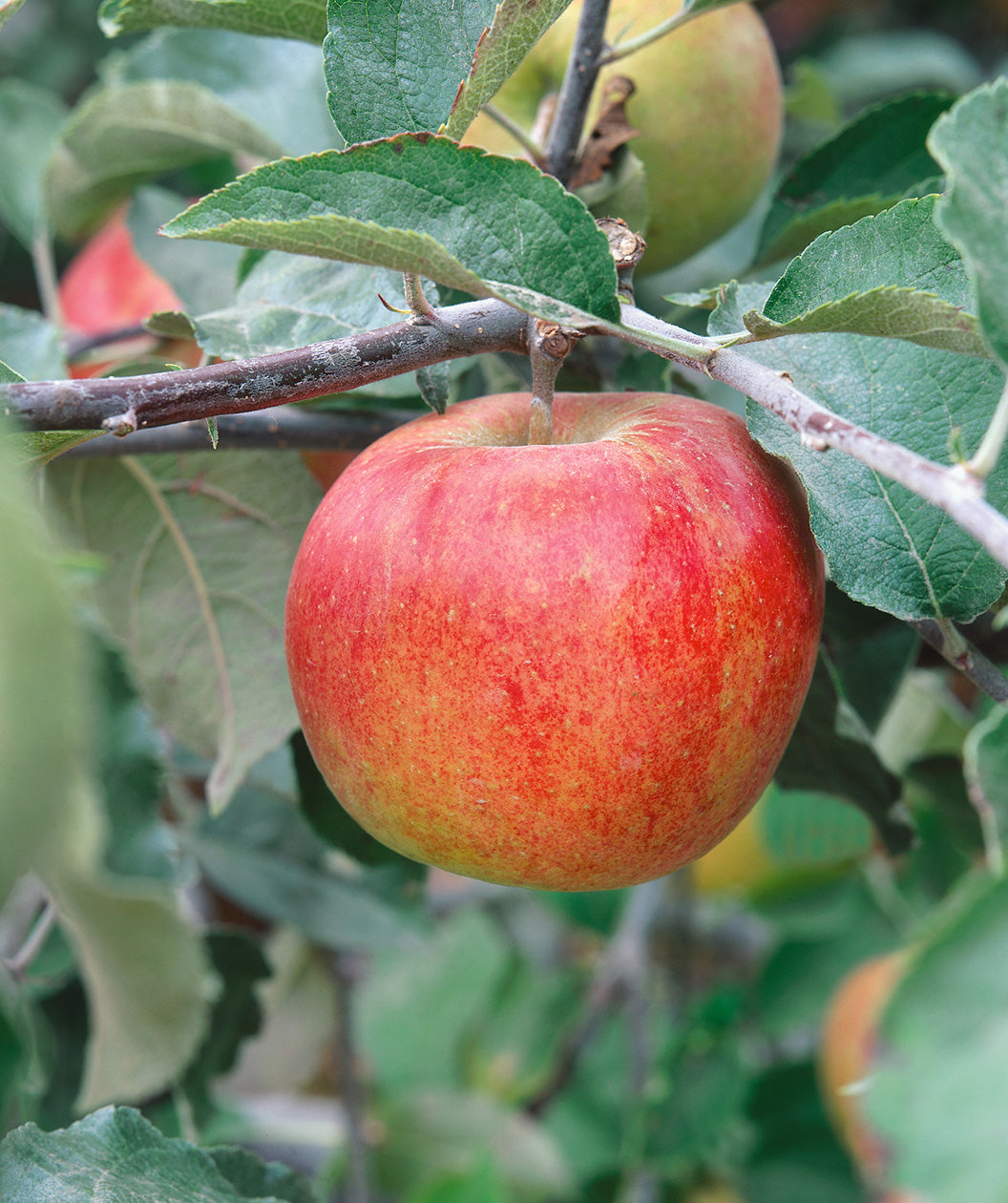 Jonagold Apple