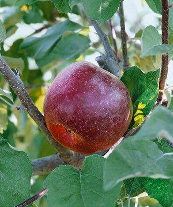 Close up of Winecrisp Apple, single round dark red apple growing on a tree with green conical shaped leaves
