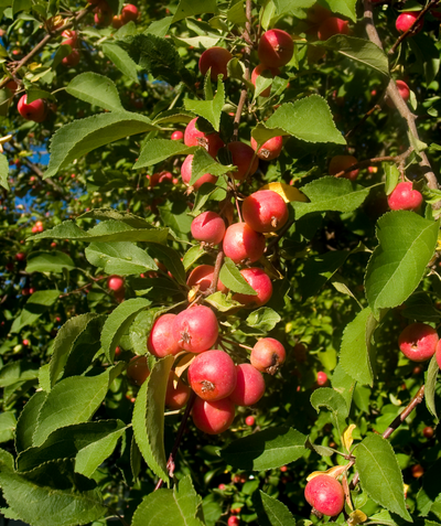 A close up of the bright red Hyslop Edible Crabapples on the tree, surrounding by the bright green foliage