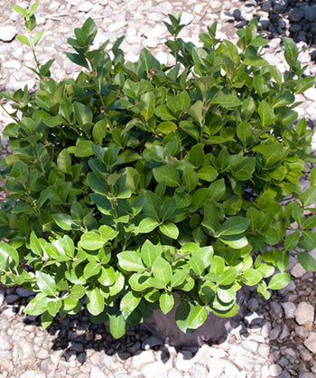 Manhattan Euonymus, small conical shaped foliage that is glossy green in color growing on a round growing evergreen shrub
