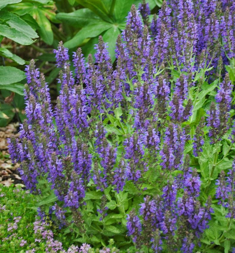Marcus Salvia purple-blue flowers