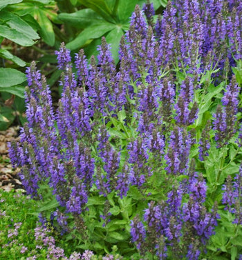 Marcus Salvia purple-blue flowers
