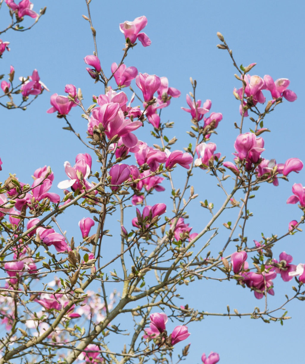 beautiful pink flowering branches of a Marillyn Magnolia tree