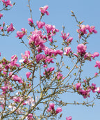 beautiful pink flowering branches of a Marillyn Magnolia tree