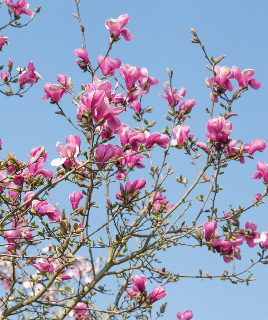 beautiful pink flowering branches of a Marillyn Magnolia tree