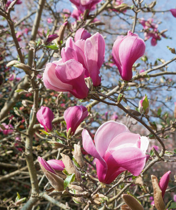 close up of the pink flowers of a Marillyn Magnolia tree