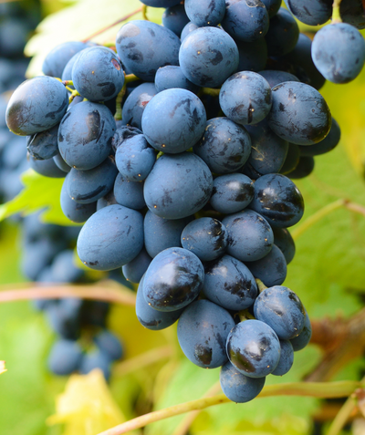 A close up of the bluish grapes on the vine of the Mars Seedless Grape