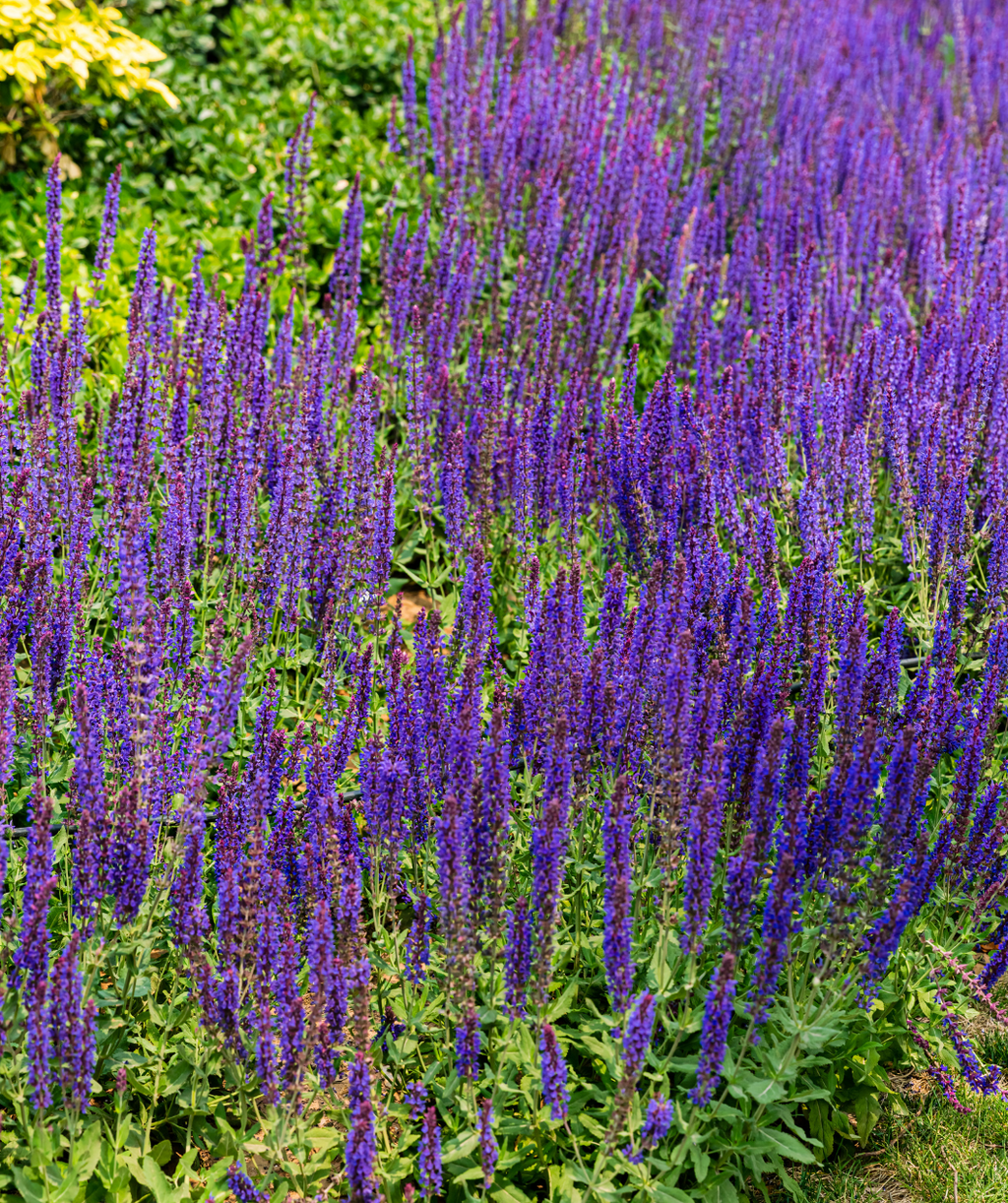 May Night Wood Sage planted in a landscape, lots of long stalks of clusters of very blue flowers emerging from the green foliage