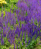 May Night Wood Sage planted in a landscape, lots of long stalks of clusters of very blue flowers emerging from the green foliage
