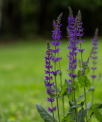 Close up of a few May Night Wood Sage flower clusters, long stalks with small bright blue flowers