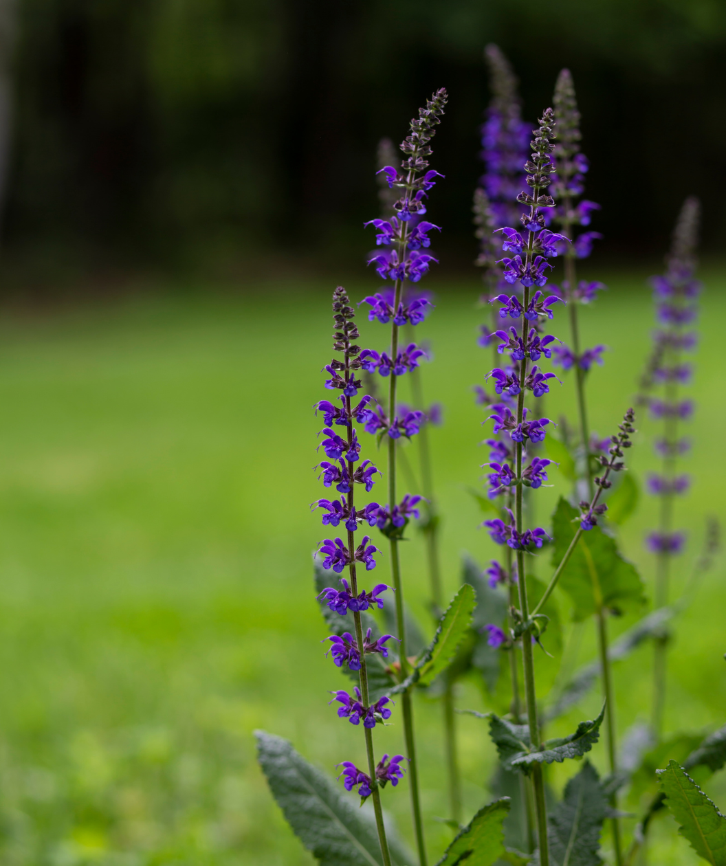 Close up of a few May Night Wood Sage flower clusters, long stalks with small bright blue flowers