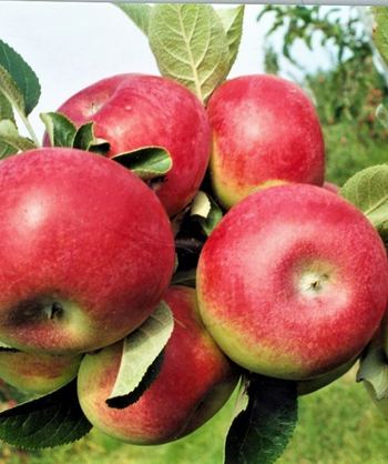 Close up of McIntosh Apple, several round red apples with green blush growing on a branch