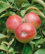 Close up of McIntosh Apple, several round red apples with green blush growing on a branch