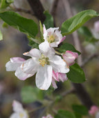 Close up of McIntosh Apple flowers, small white fragrant flowers with hints of pink