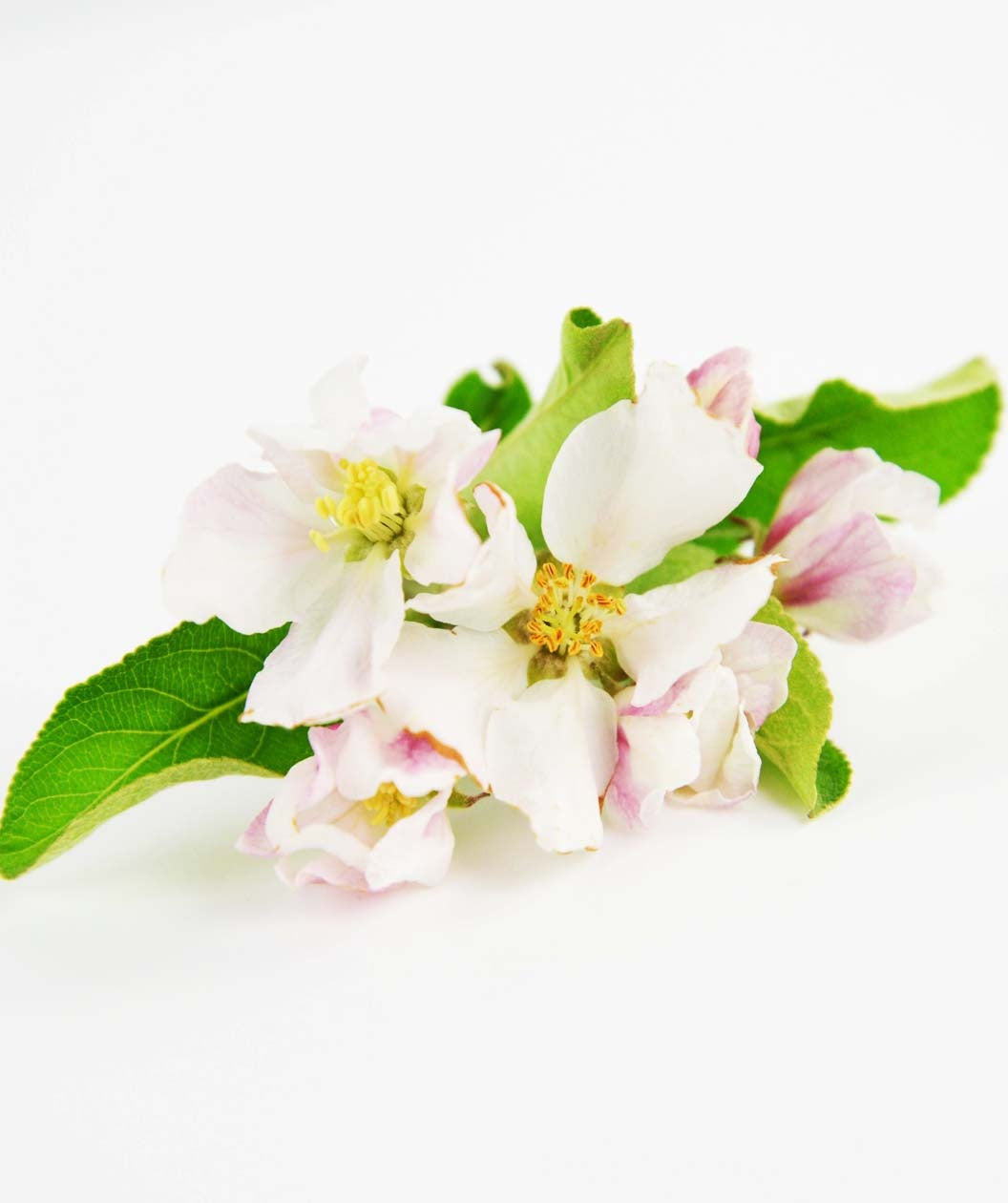 McIntosh Apple flowers on white, small white fragrant flowers with hints of pink with green conical shaped foliage
