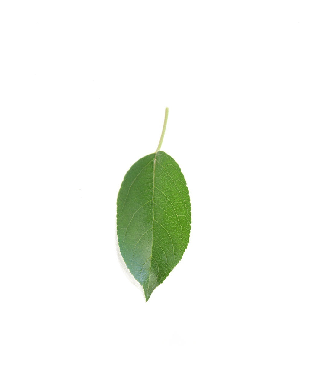 McIntosh Apple leaf on white, green conical shaped leaf with slightly serrated edges