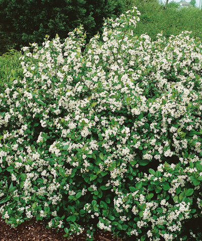 The McKenzie Chokeberry shrub covered in delicate white flowers and green leaves